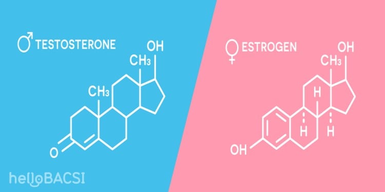 Nội tiết tố estrogen và testosteron