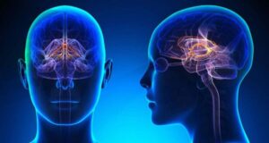 9 sự khác biệt thú vị về não bộ ở nam và nữ